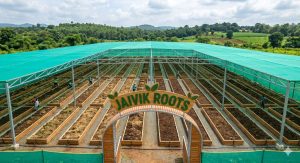 Professional commercial vermicompost farm setup with 30-foot beds under shade net.